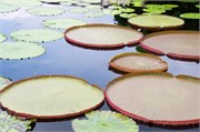 32_LongwoodGardens