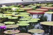 33_LongwoodGardens