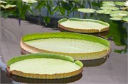 34_LongwoodGardens