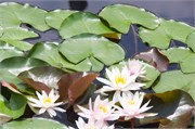 35_LongwoodGardens