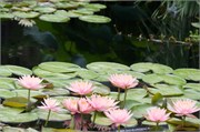 36_LongwoodGardens