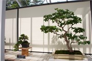 37_LongwoodGardens