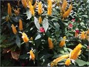 52_LongwoodGardens