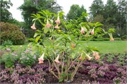 5_LongwoodGardens