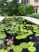 61_LongwoodGardens