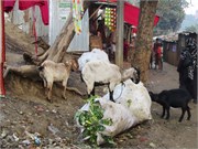 Dhaka_a2015_40