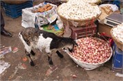 30_Dhaka-Market2015_62