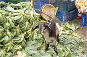 Dhaka-Market2015_101