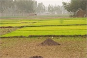 Dhaka-to-Rangpur_21