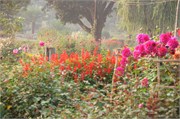 Bangladesh2015_85