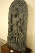 Paraphur_5