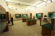 Paraphur_8