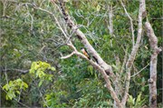 Sundarbans2015_33