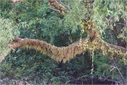 Sundarbans2015_35