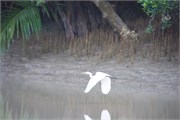 Sundarbans2015_36