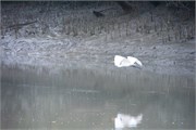 Sundarbans2015_37