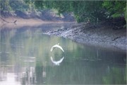 Sundarbans2015_39