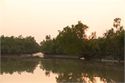 Sundarbans2015_44