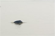 Sundarbans2015_5