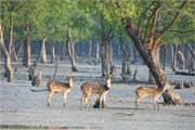 Sundarbans2015a_10