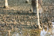 Sundarbans2015a_12