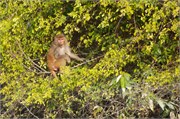 Sundarbans2015a_21