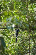 Sundarbans2015a_24