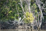 Sundarbans2015a_33