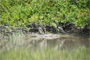 Sundarbans2015a_34