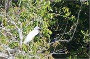 Sundarbans2015a_36