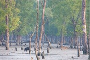 Sundarbans2015a_4