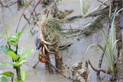 Sundarbans2015a_41
