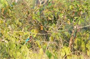 Sundarbans2015a_47