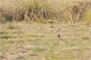 Sundarbans2015a_48