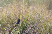 Sundarbans2015a_50