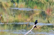 Sundarbans2015a_52