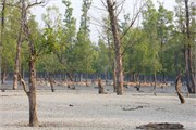 Sundarbans2015a_6