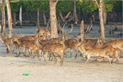 Sundarbans2015a_9