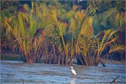 Sundarbans2015b_1