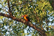 Sundarbans2015b_10