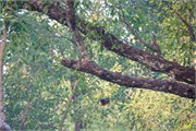 Sundarbans2015b_11