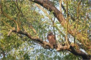Sundarbans2015b_12