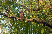 Sundarbans2015b_13