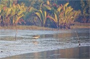 Sundarbans2015b_2