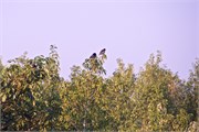 Sundarbans2015b_21