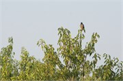 Sundarbans2015b_22
