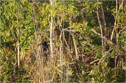 Sundarbans2015b_23