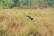 Sundarbans2015b_24