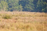 Sundarbans2015b_26