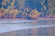 Sundarbans2015b_3